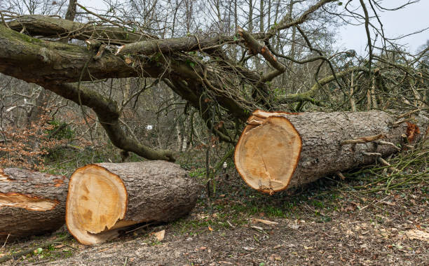 Tree Felling Blackpool