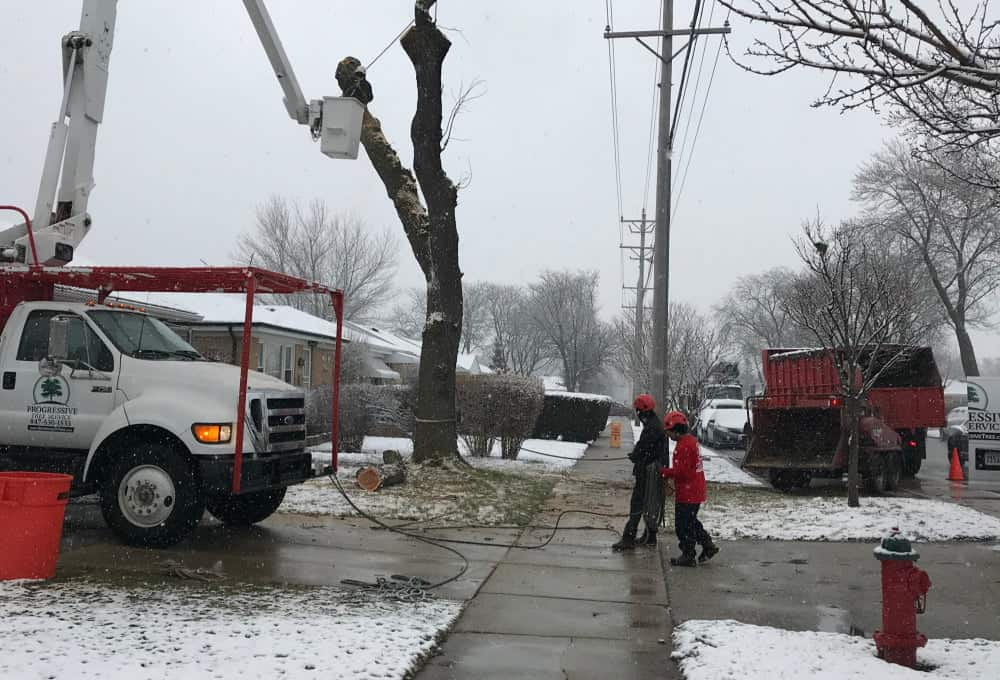 What Are the Common Signs You Need Storm Damage Tree Service? 1 image 2