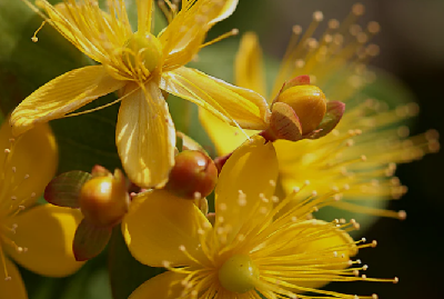 Healing Balm for Beautiful Skin