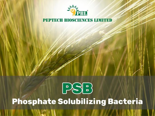 Phosphate solubilizing bacteria| Peptech biosciences | Manufacturer and Exporter