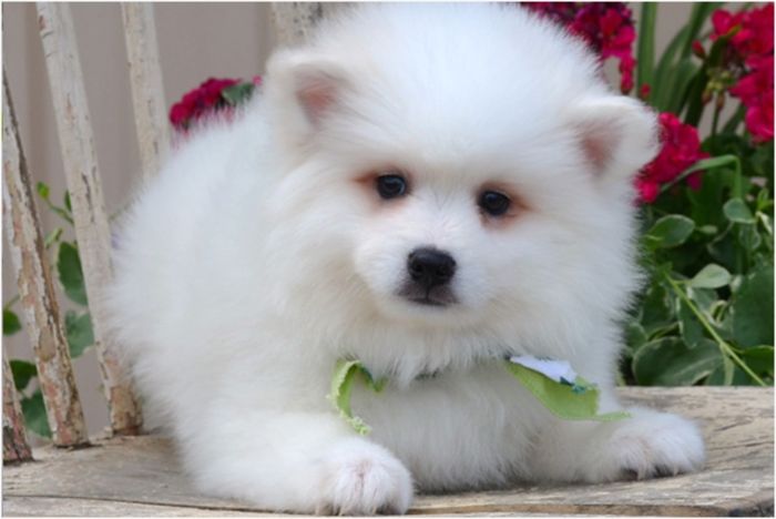 American Eskimo Puppies