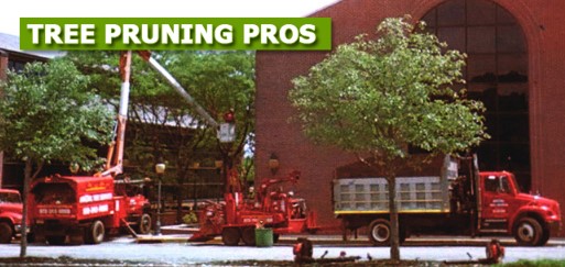 Commercial Tree Pruning Experts