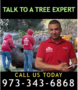 Commercial Tree Service in NJ – Amazing Tree Services