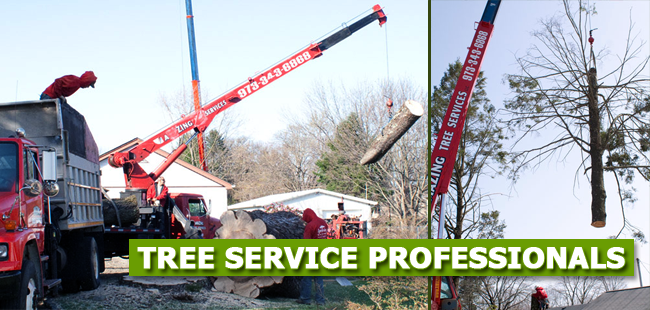 Tree Removal in West Caldwell, NJ