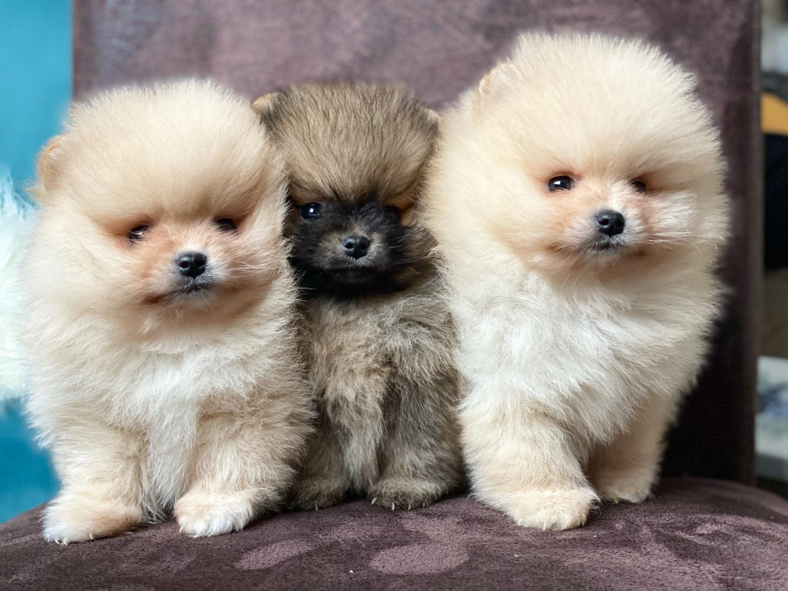 Beautiful Pomeranian puppies available