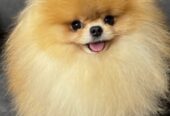 Purebred Pomeranians of the teddy bear type