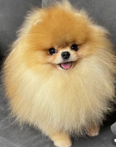 Purebred Pomeranians of the teddy bear type