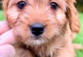 Cavapoo – Cavapoo (cavalier + toy poodle)