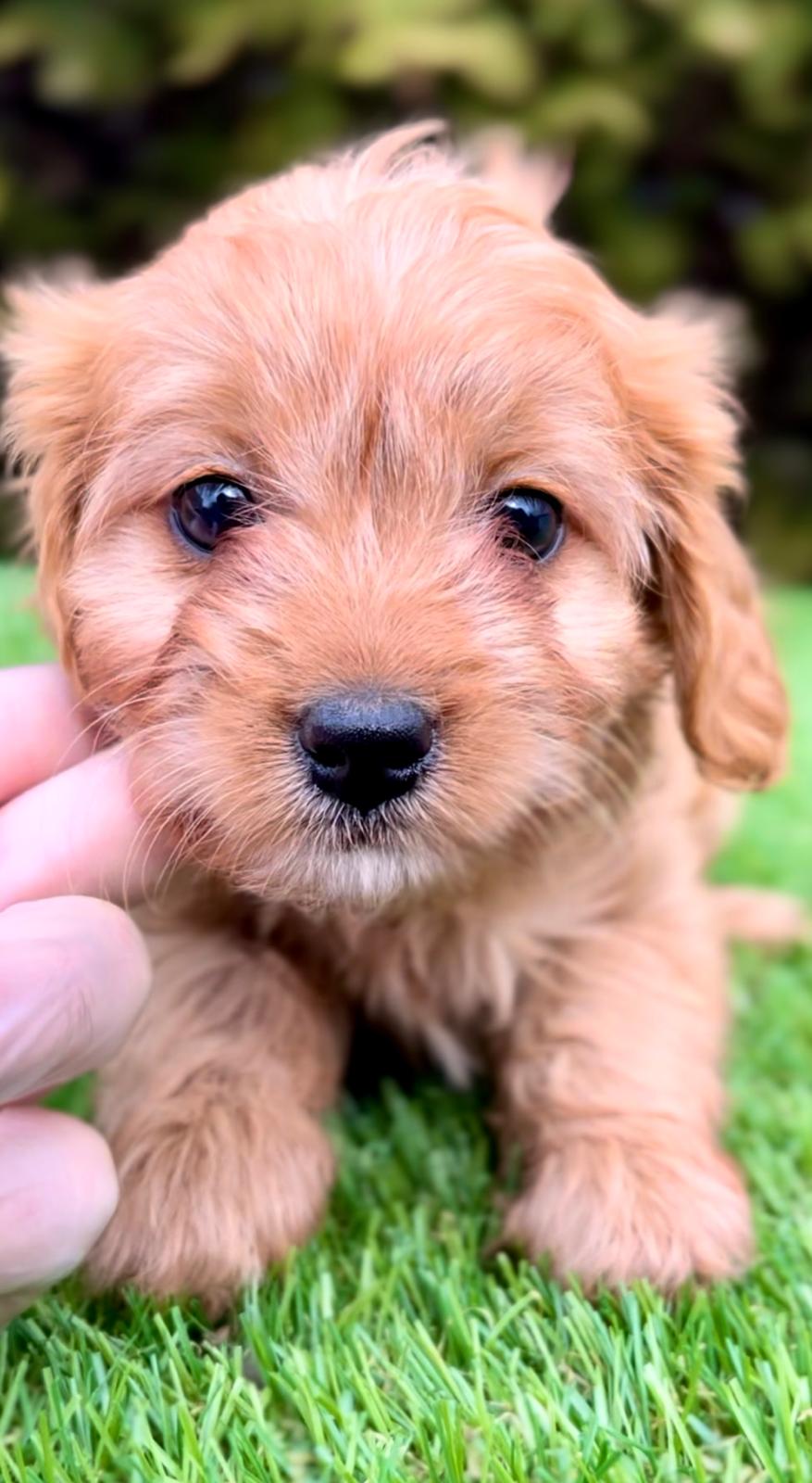 Cavapoo – Cavapoo (cavalier + toy poodle)