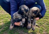 Yugoslav Shepherd Dog