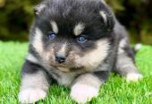 Pomsky- pomsky, dwarf and mini