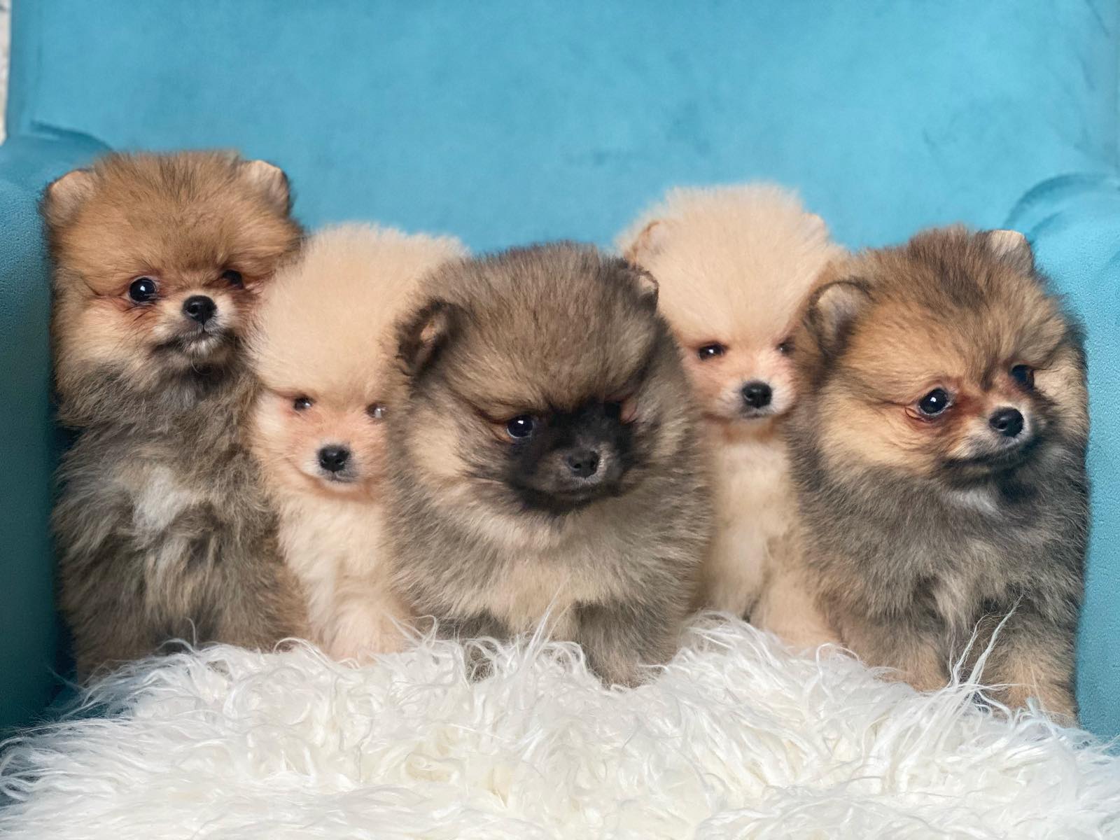 Beautiful Pomeranian puppies available