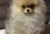 Purebred Pomeranians of the teddy bear type