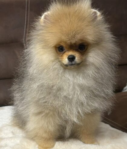 Purebred Pomeranians of the teddy bear type