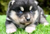 Pomsky- pomsky, dwarf and mini