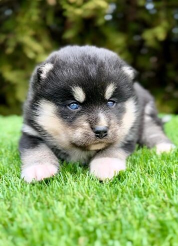 Pomsky- pomsky, dwarf and mini