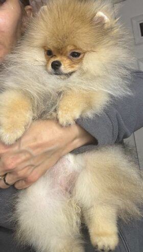 Purebred Pomeranians of the teddy bear type