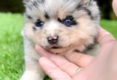 Pomsky- pomsky, dwarf and mini