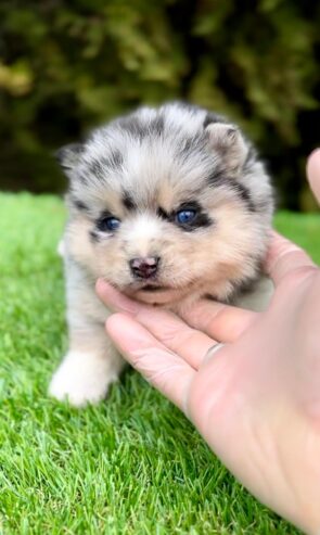 Pomsky- pomsky, dwarf and mini