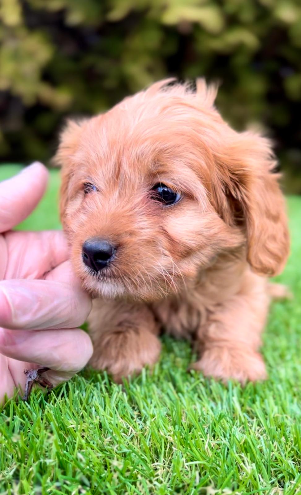 Cavapoo – Cavapoo (cavalier + toy poodle)
