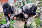 Yugoslav Shepherd Dog