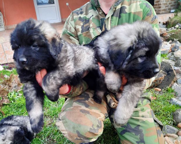 Yugoslav Shepherd Dog