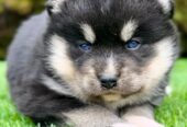 Pomsky- pomsky, dwarf and mini