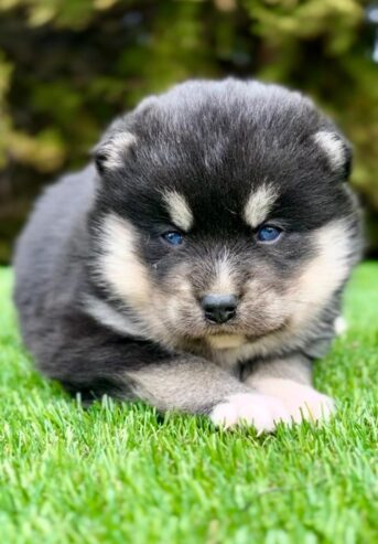 Pomsky- pomsky, dwarf and mini