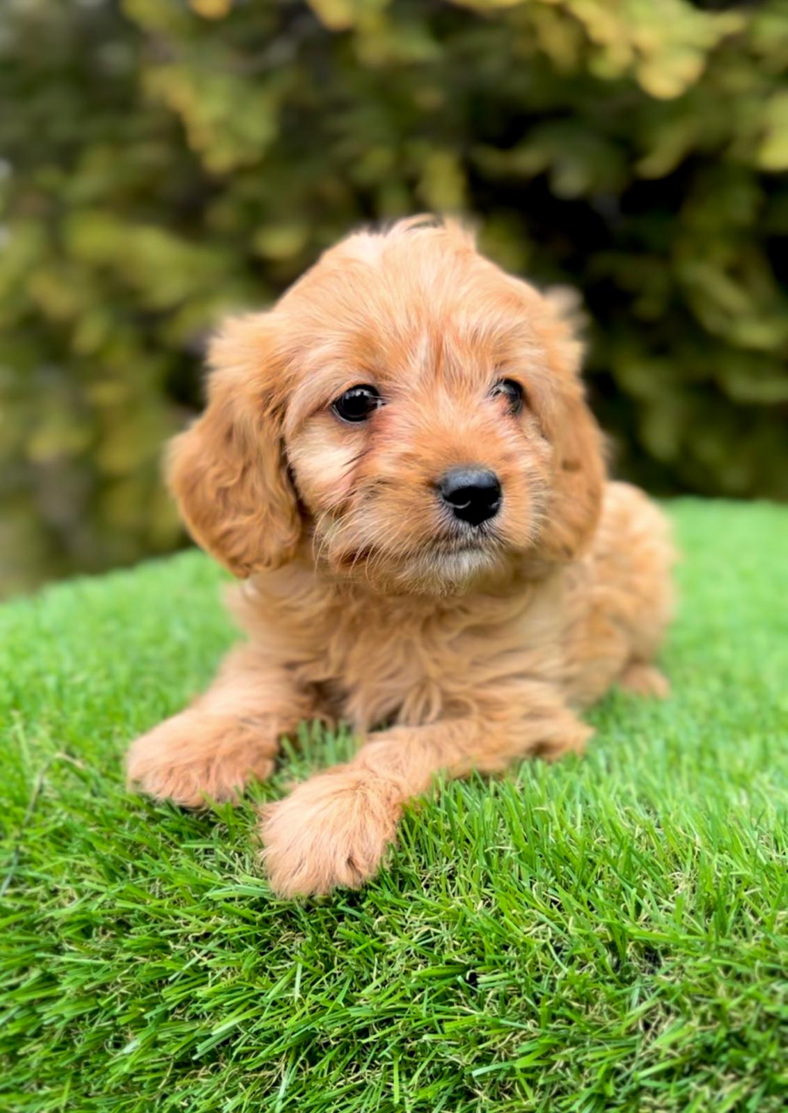 Cavapoo – Cavapoo (cavalier + toy poodle)