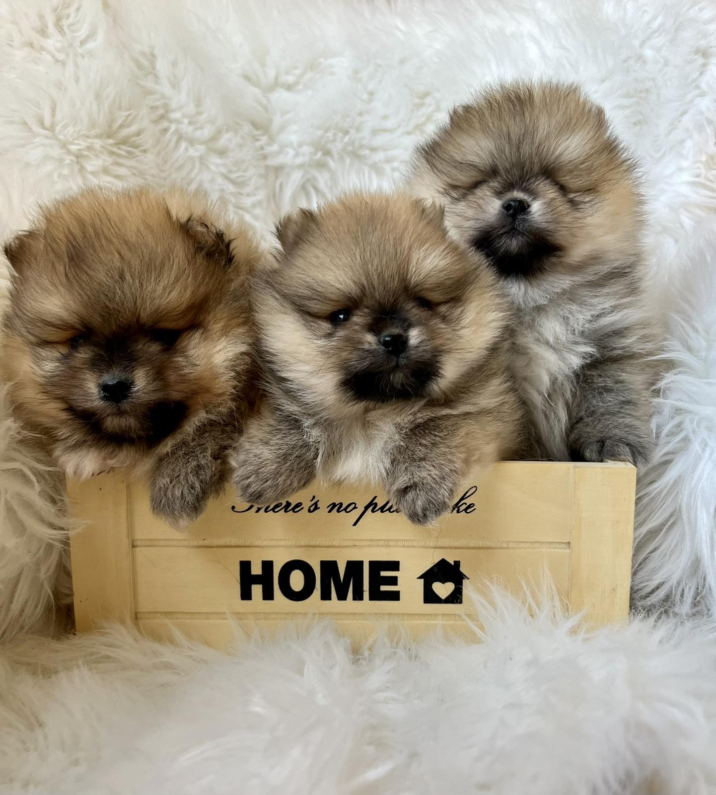 Beautiful Pomeranian puppies available