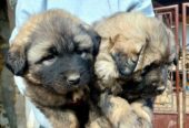 Yugoslav Shepherd Dog