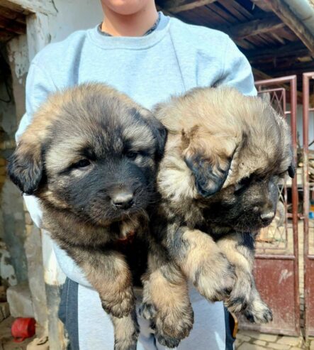 Yugoslav Shepherd Dog