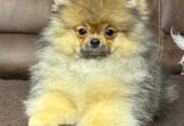 Purebred Pomeranians of the teddy bear type