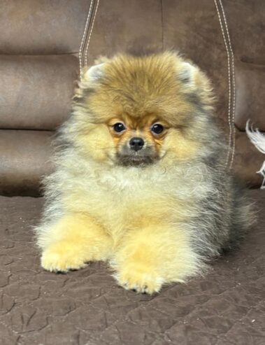 Purebred Pomeranians of the teddy bear type