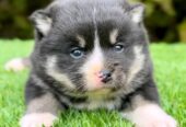 Pomsky- pomsky, dwarf and mini