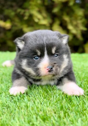 Pomsky- pomsky, dwarf and mini