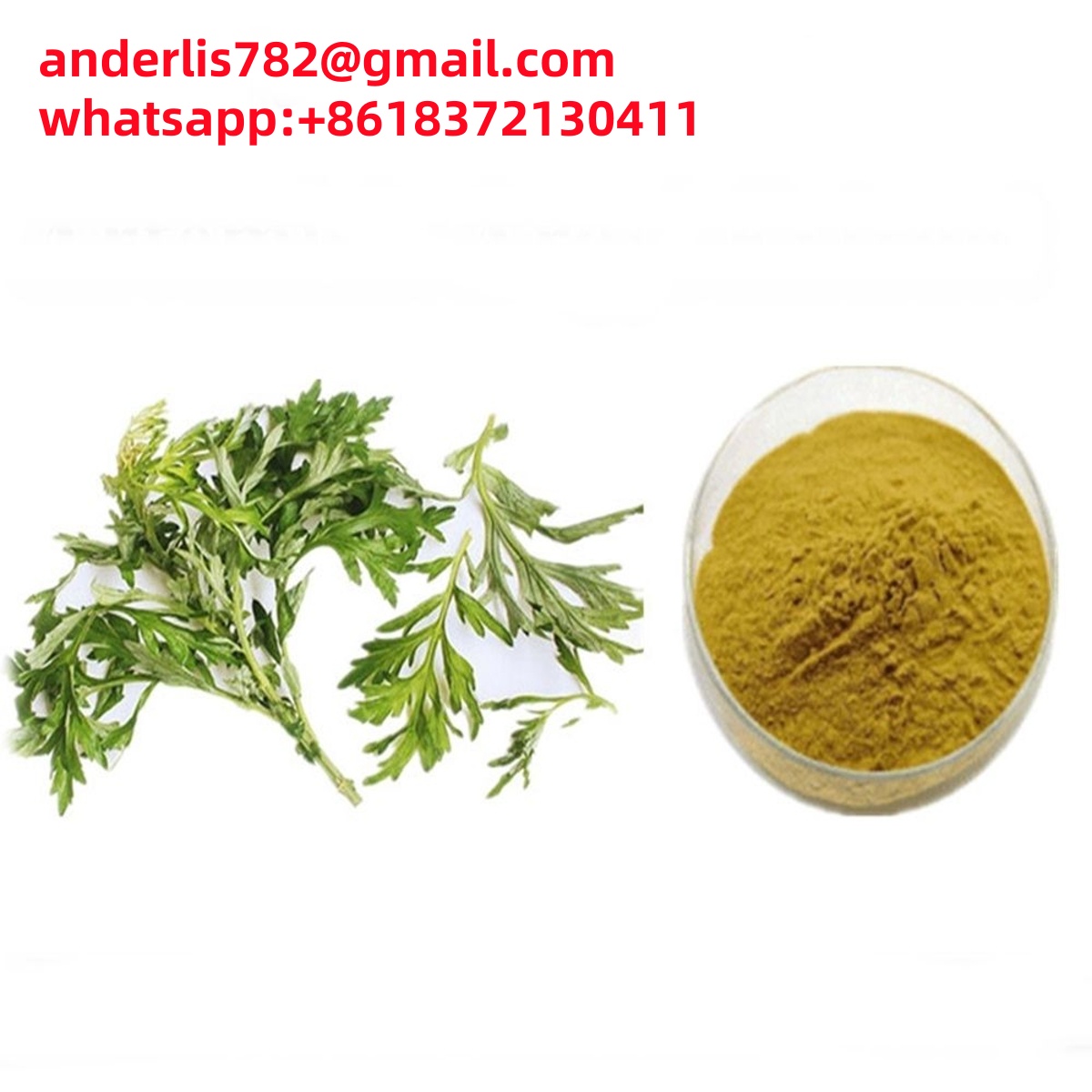 Aiye Leaf Extract Argy wormwood leaf extract