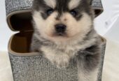 Pomsky- pomsky, dwarf and mini.