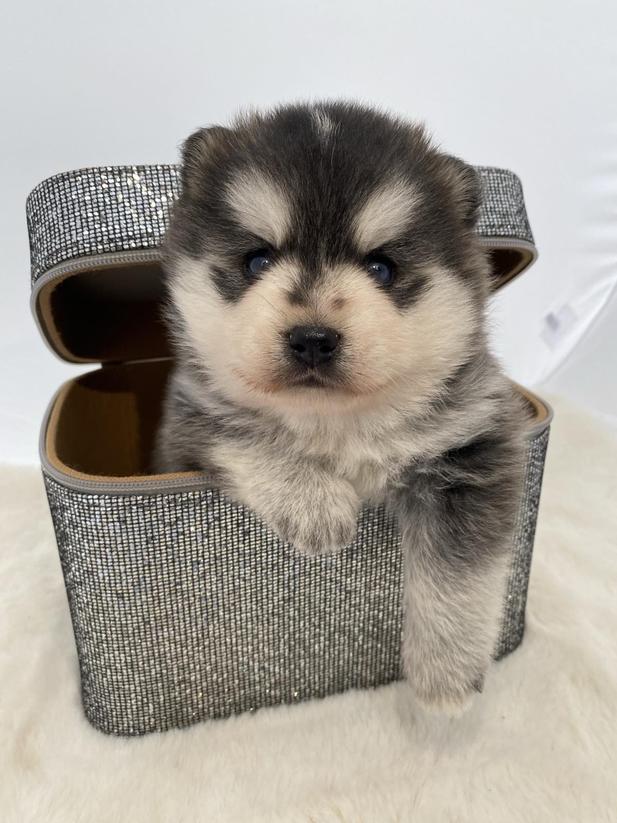 Pomsky- pomsky, dwarf and mini.