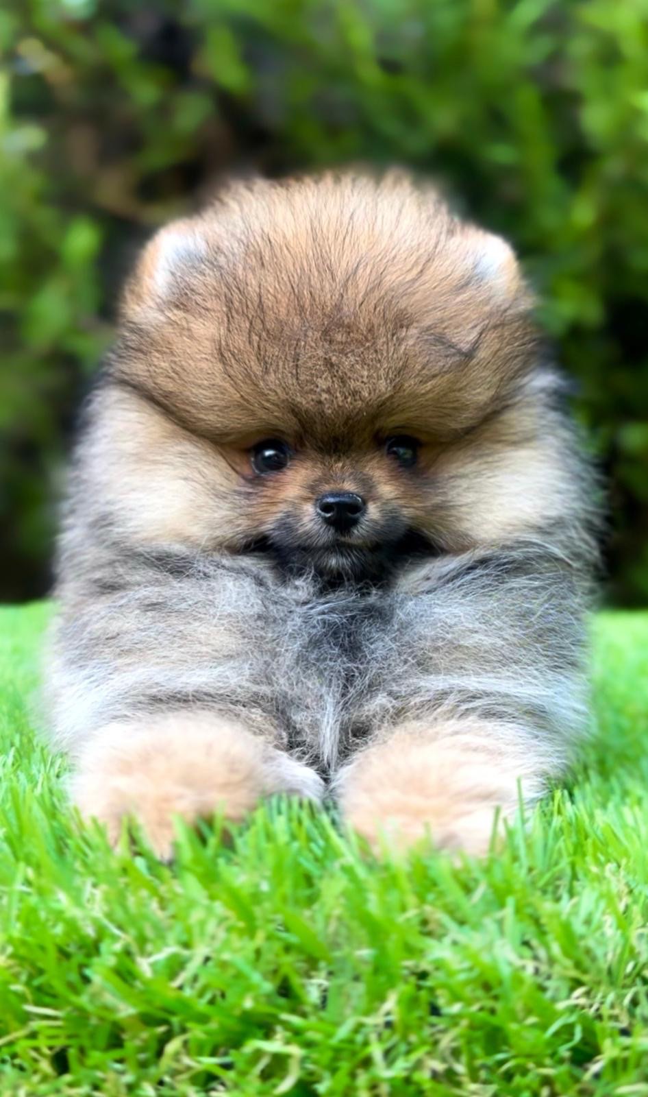 Pomeranian purebred, dwarf