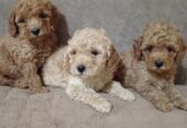 Miniature Poodles for sale
