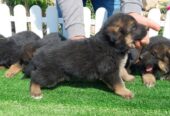 German Shepherd Dog puppies