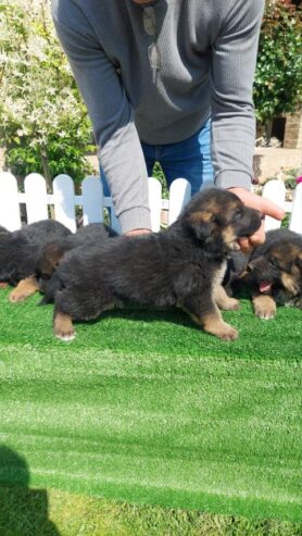 German Shepherd Dog puppies