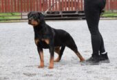 Rottweilers puppies for sale