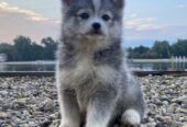 Pomsky- pomsky, dwarf and mini.