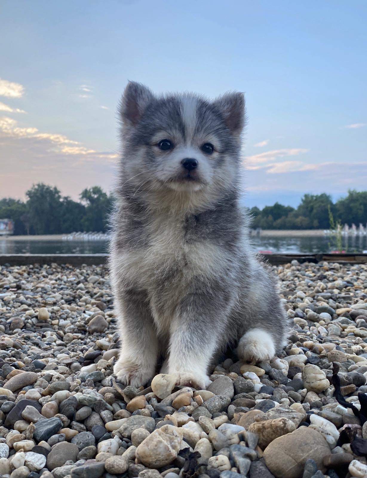 Pomsky- pomsky, dwarf and mini.