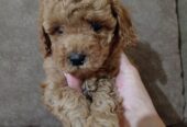 Miniature Poodles for sale