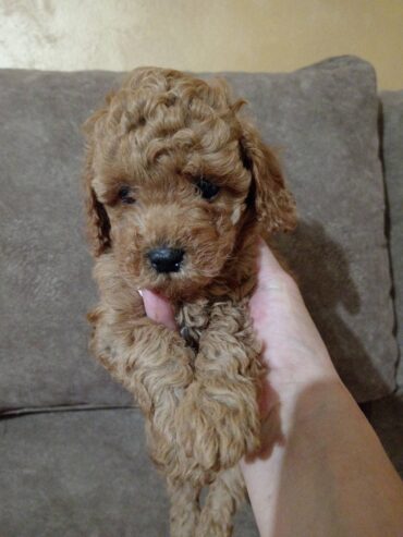 Miniature Poodles for sale