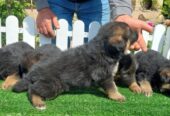 German Shepherd Dog puppies