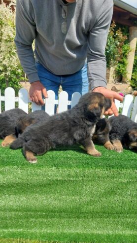 German Shepherd Dog puppies